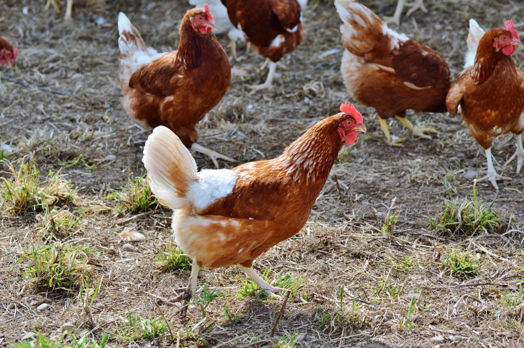 chicken-2701731_1280 chicken-2701731_1280
